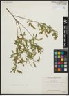 Foto von Salix amygdaloides Andersson